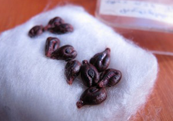 人类历史上最古老的品种 人类历史上最古老的品种