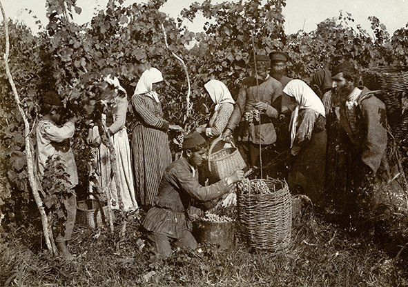 十九世纪下半叶格鲁吉亚葡萄栽培达到鼎盛期 十九世纪下半叶格鲁吉亚葡萄栽培达到鼎盛期