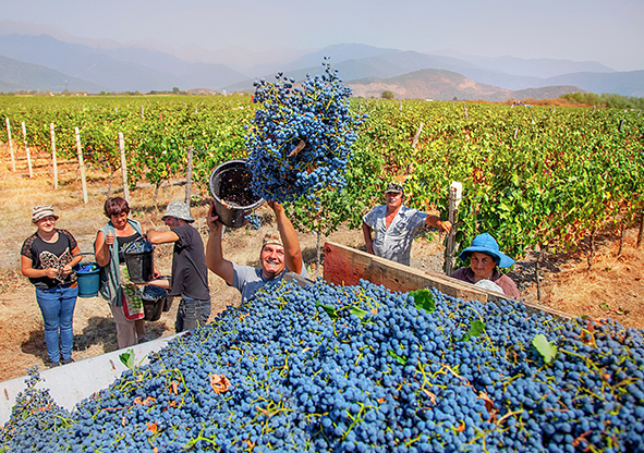 格鲁吉亚地处北纬40°-45° 格鲁吉亚地处北纬40°-45°