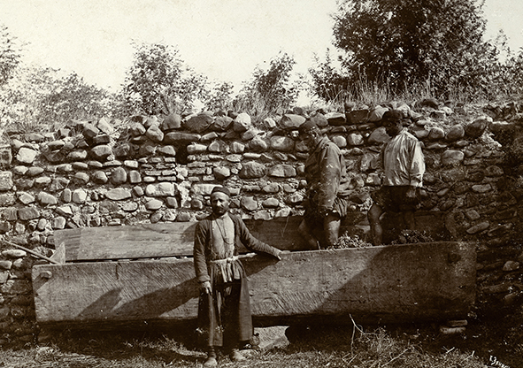 几乎每个格鲁吉亚家庭都有自己的葡萄园 几乎每个格鲁吉亚家庭都有自己的葡萄园