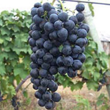 Alexandrouli Alexandrouli