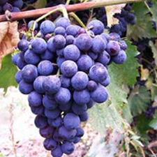 Jani bakhvis Jani bakhvis