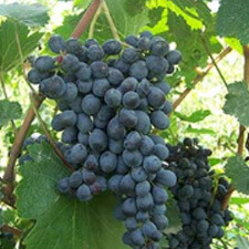 Mujuretuli Mujuretuli