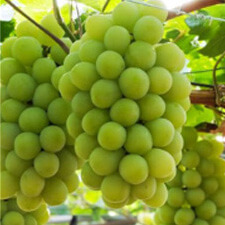 Muscat of Alexandria Muscat of Alexandria