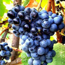 Odzhaleshi Odzhaleshi