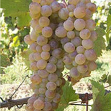 Rkatsiteli Rkatsiteli